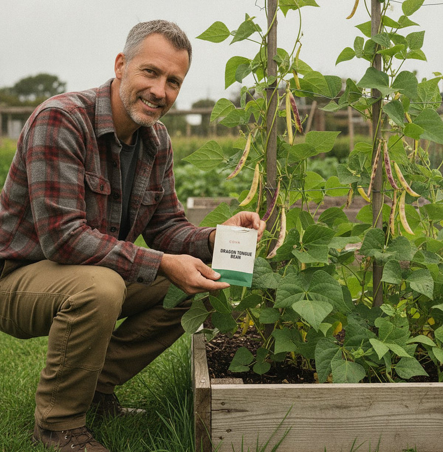 A man kneeling beside dragon tongue bean vines on a trellis, holding a COVA seed packet